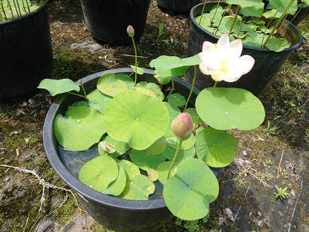 これから蓮の季節です♪