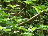 今年もモリアオガエルが産卵にやってきました