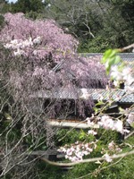 毎年の桜