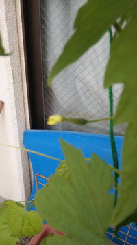 咲いたぁ〜o(^-^)o 2013/05/29 11:03:59