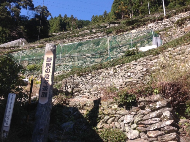 瀬尻の段々茶園
