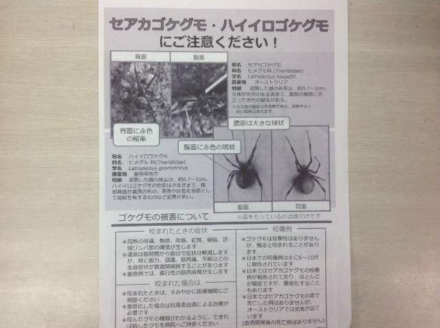 セアカゴケグモ