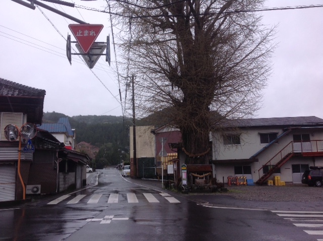 渋川大銀杏