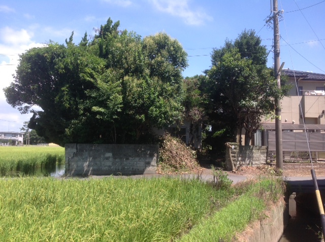庭木樹木伐採抜根