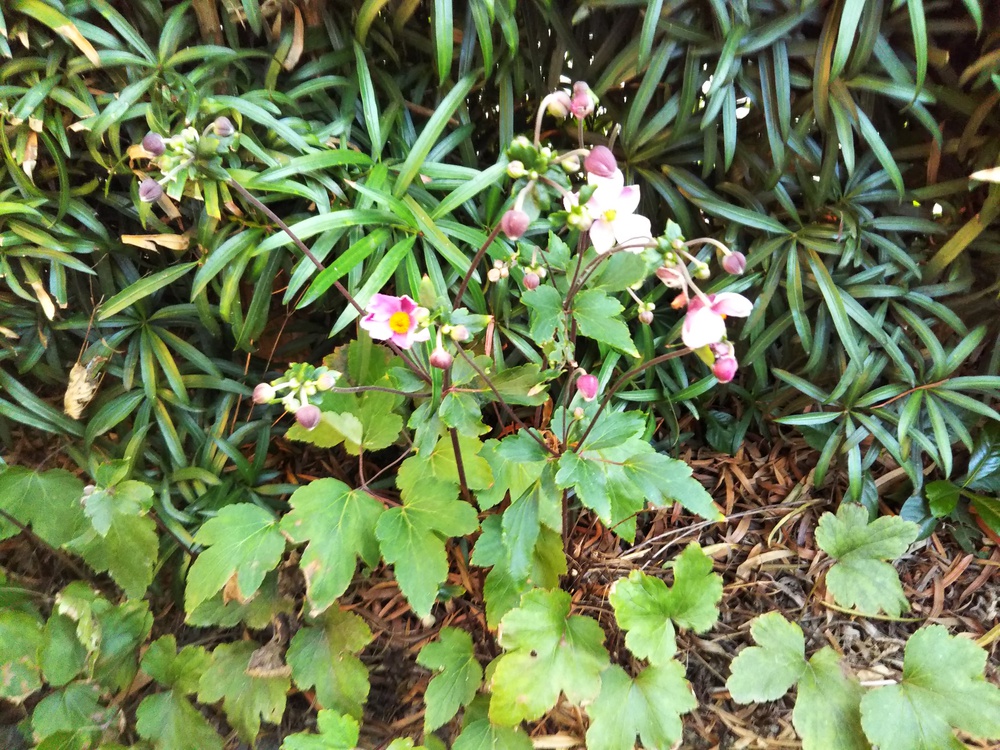 咲き始めました