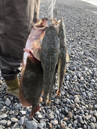魚の入り口の話 2020/11/22 12:36:19