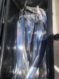 太刀魚入れ食い大爆釣祭りの話 2021/07/18 21:56:59
