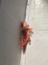 夏らしい釣行話 2021/08/01 16:57:01