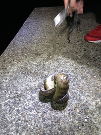 NUGの話 2021/10/25 22:34:00