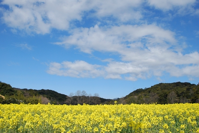 菜の花