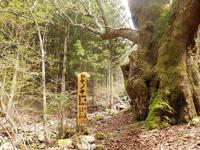 水窪町の大きな栃の木 2020/05/22 09:00:00