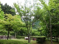 ★梅雨のキャンプ場★ 2013/05/31 07:08:37