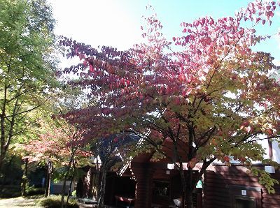 ★マロニエの里の紅葉★