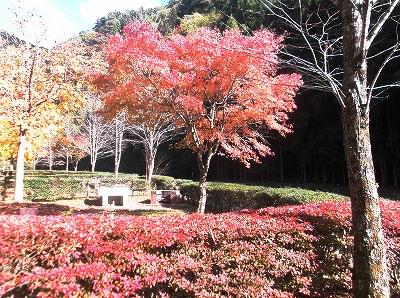 ★キャンプ場も紅葉★