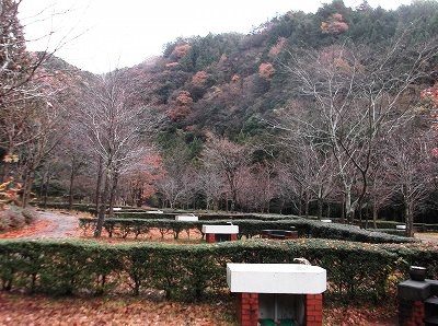 ★山茶花★