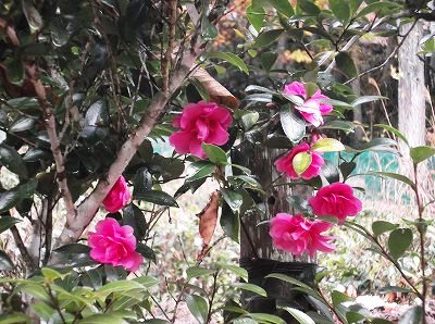 ★山茶花★