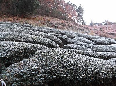 ★－３℃の冷え込み★