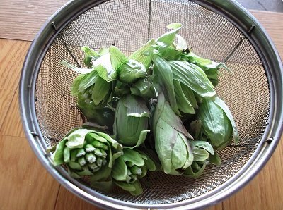 ★ふきのとう★