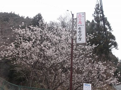 ★北遠は春本番★