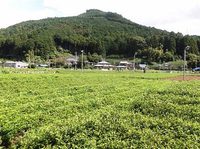 ★北遠の耕作放棄茶園★ 2013/09/04 06:53:46