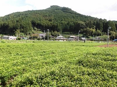 ★北遠の耕作放棄茶園★