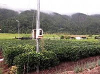 ★耕作放棄茶園その後★ 2013/09/10 07:21:36