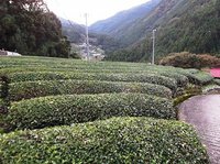 ★秋の茶園★ 2013/10/22 07:18:19
