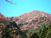 ★そろそろ紅葉が★ 2013/11/06 07:29:54