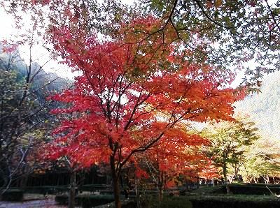 ★キャンプ場の紅葉★