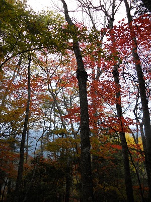 水窪の紅葉情報です！