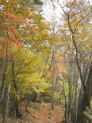 水窪の紅葉情報です！