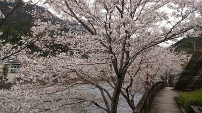 水窪も桜が満開
