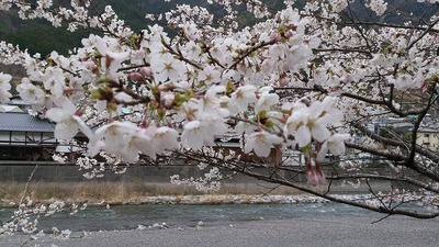 水窪も桜が満開