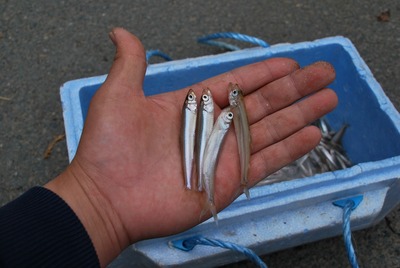 わかさぎ釣り