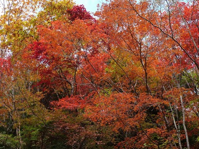 水窪の紅葉情報