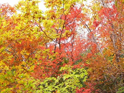 水窪の紅葉情報