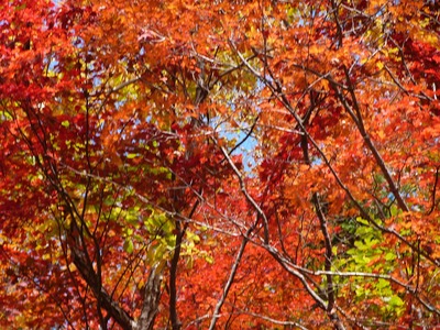 水窪の紅葉情報