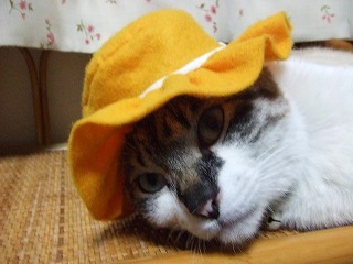 帽子コレクション