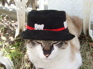 帽子コレクション