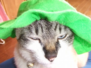 帽子コレクション