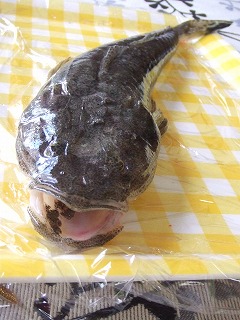 メゴチ