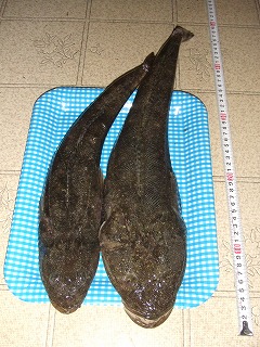 マゴチの刺身
