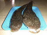 マゴチの刺身