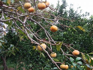 柿収穫