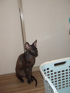 コーニッシュレックス