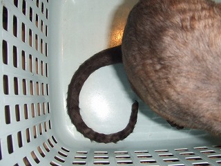 コーニッシュレックス