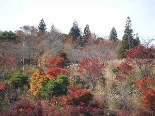 紅葉