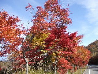 紅葉