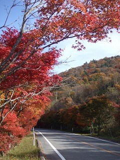 紅葉
