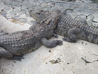 なかよし